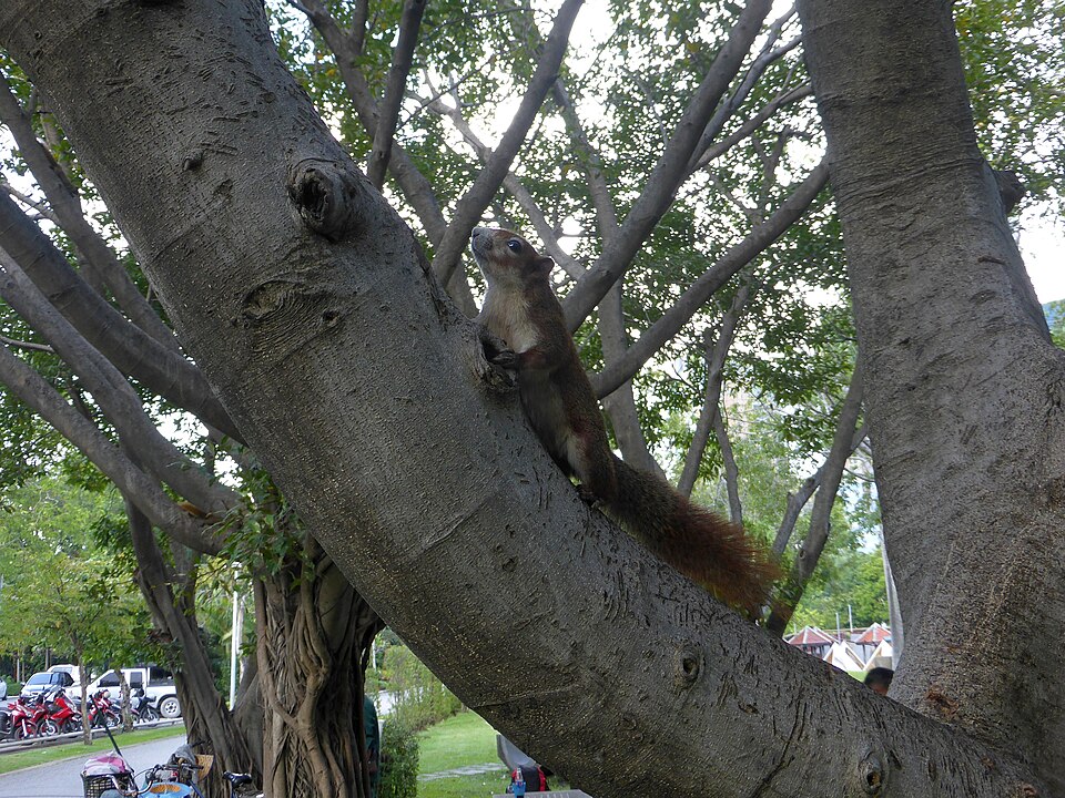 A photograph of Chatuchak Park