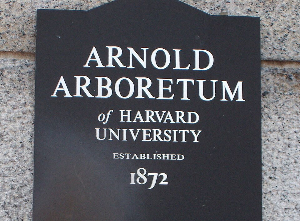 A photograph of Arnold Arboretum
