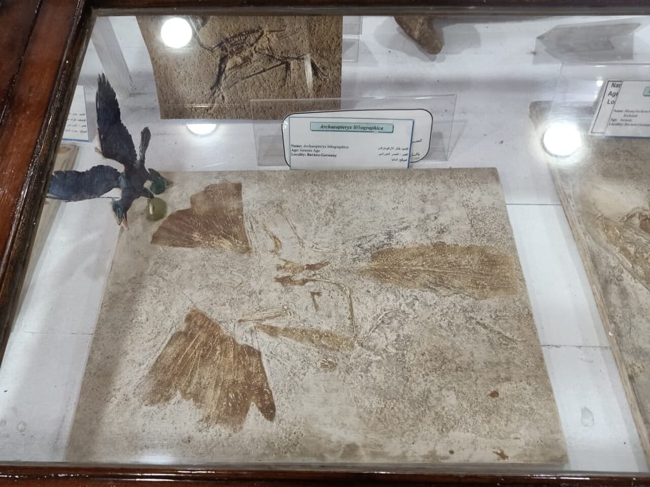 Egyptian Geological Museum fotoğrafı