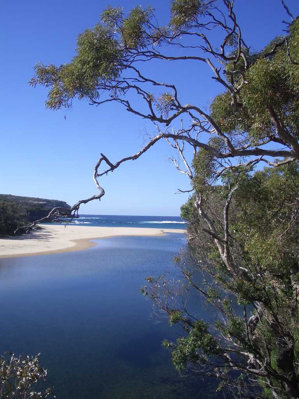 A photograph of Royal National Park