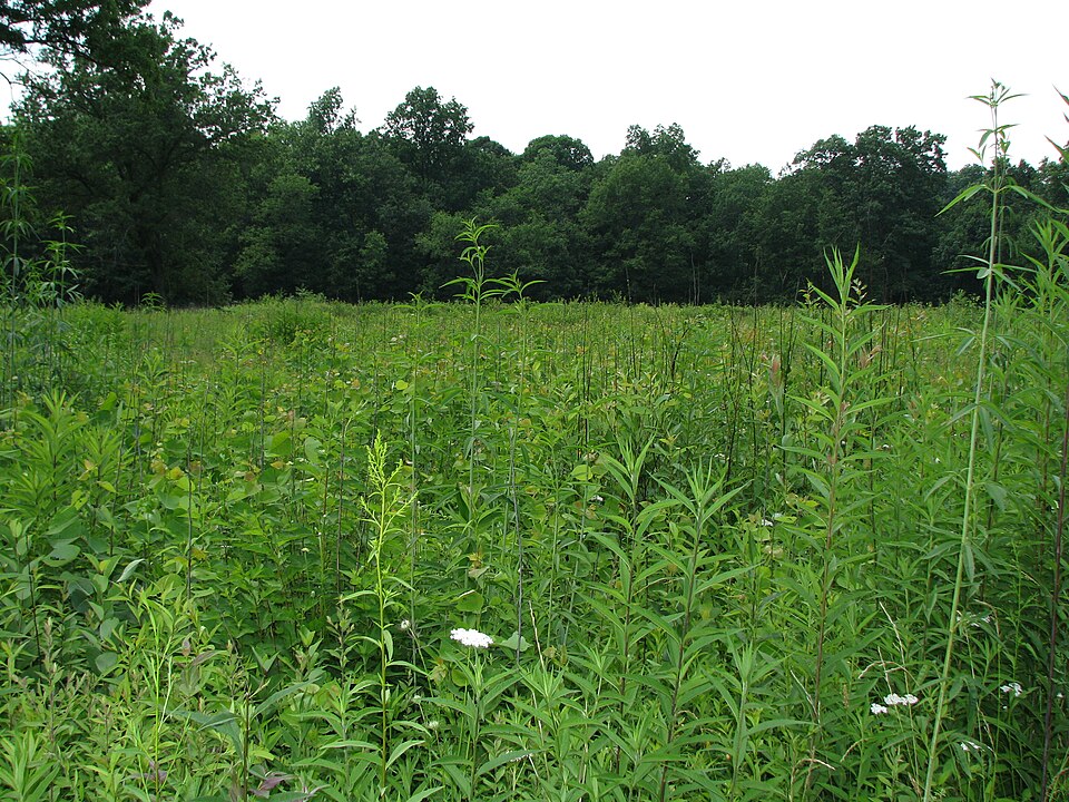 Jennings Park