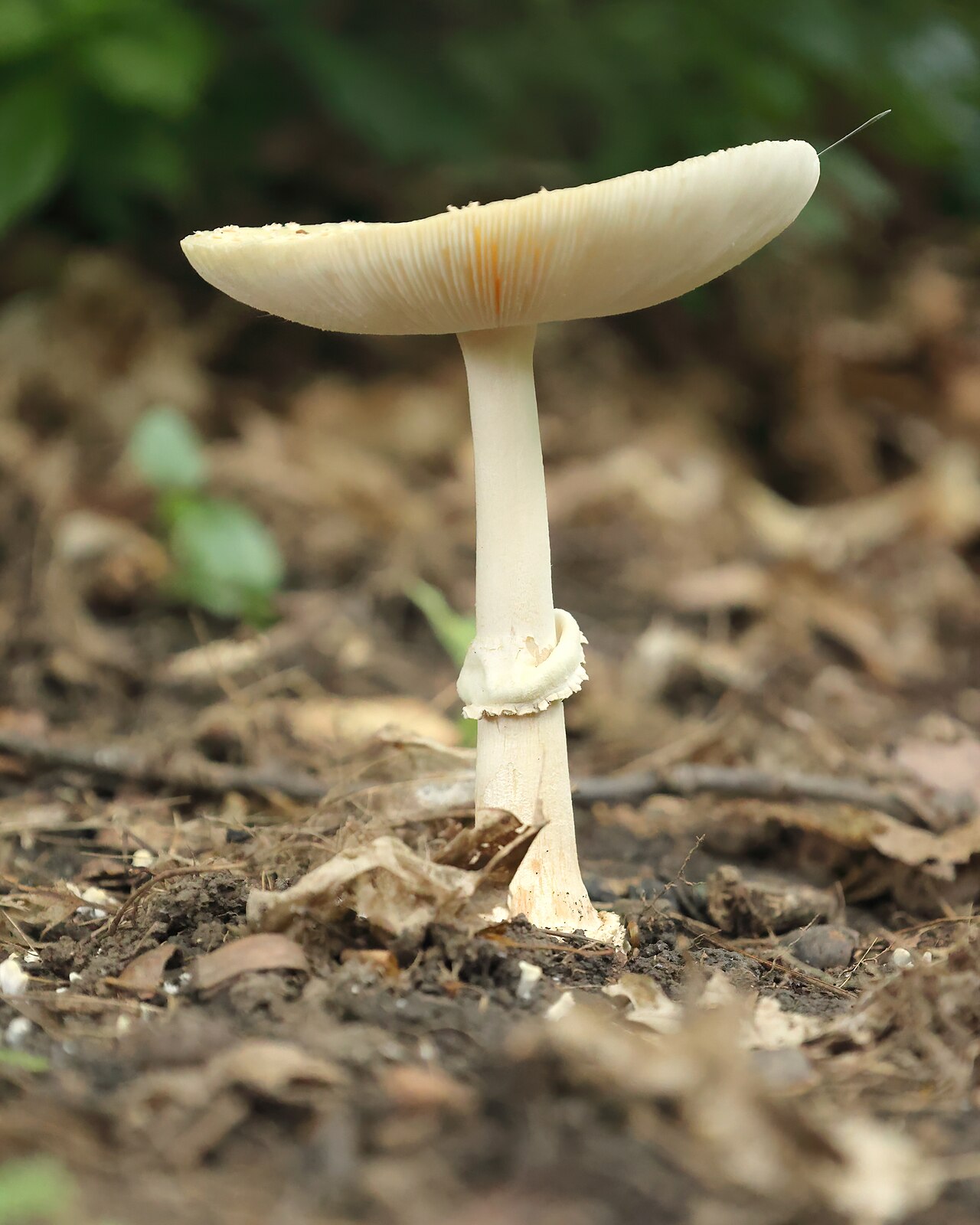 Una fotografia di Bois-de-Coulonge Park
