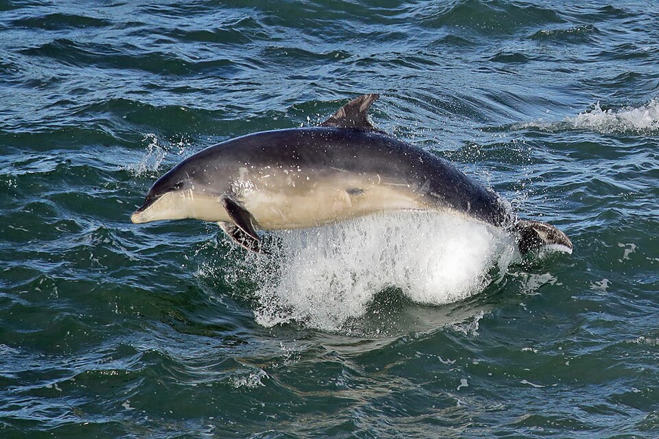 A photograph of Jumping Dolphins