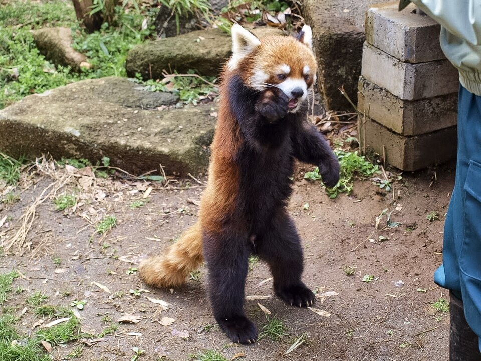 A photograph of Red Panda