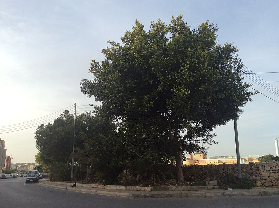 A photograph of Malta Parkı