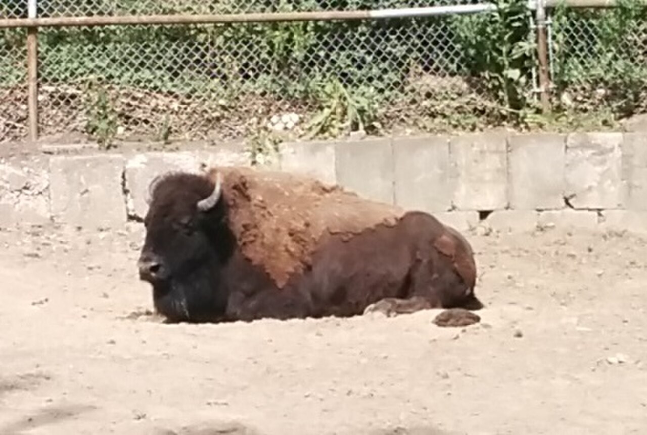 A photograph of High Park Zoo