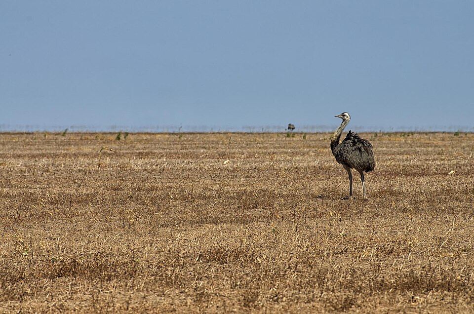 A photograph of Greater Rhea
