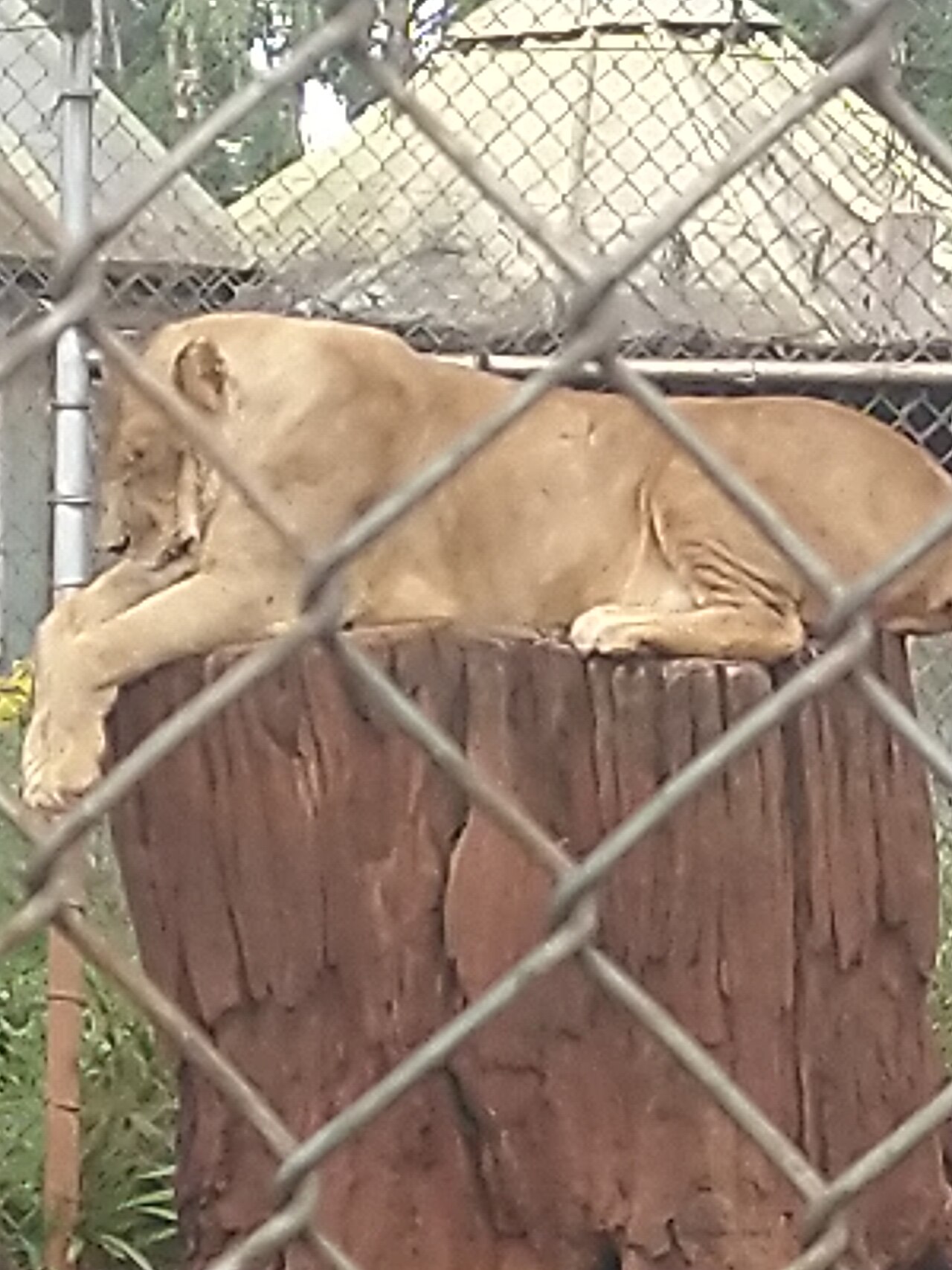 A photograph of Animal Orphanage