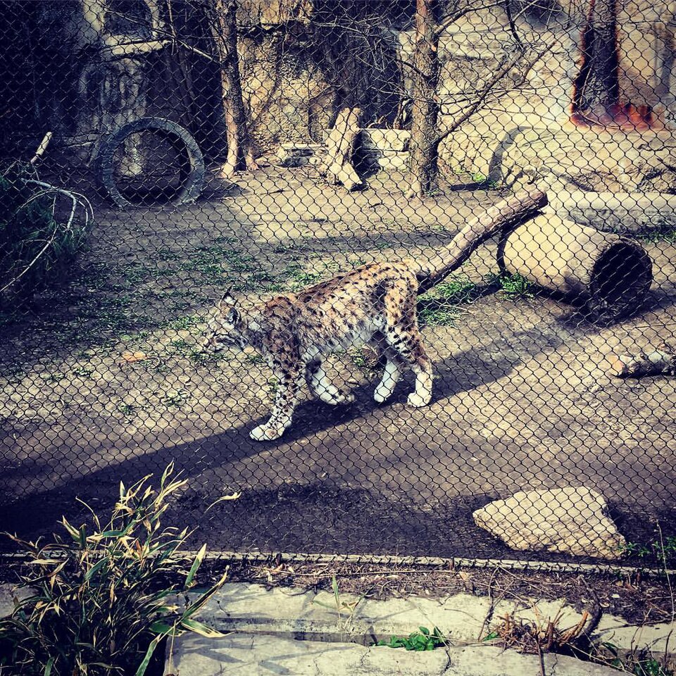 A photograph of Lincoln Park Zoo