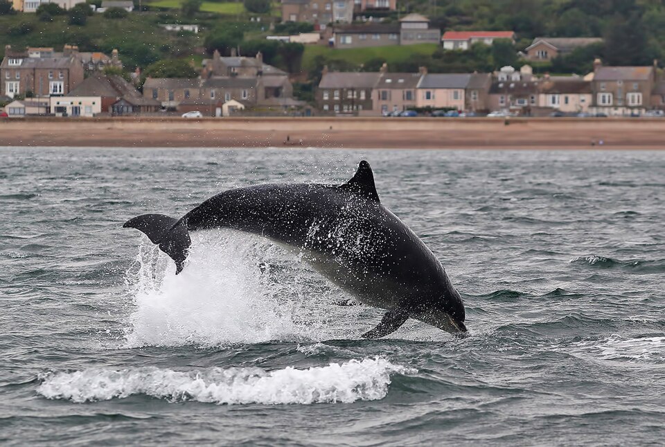 A photograph of Jumping Dolphins