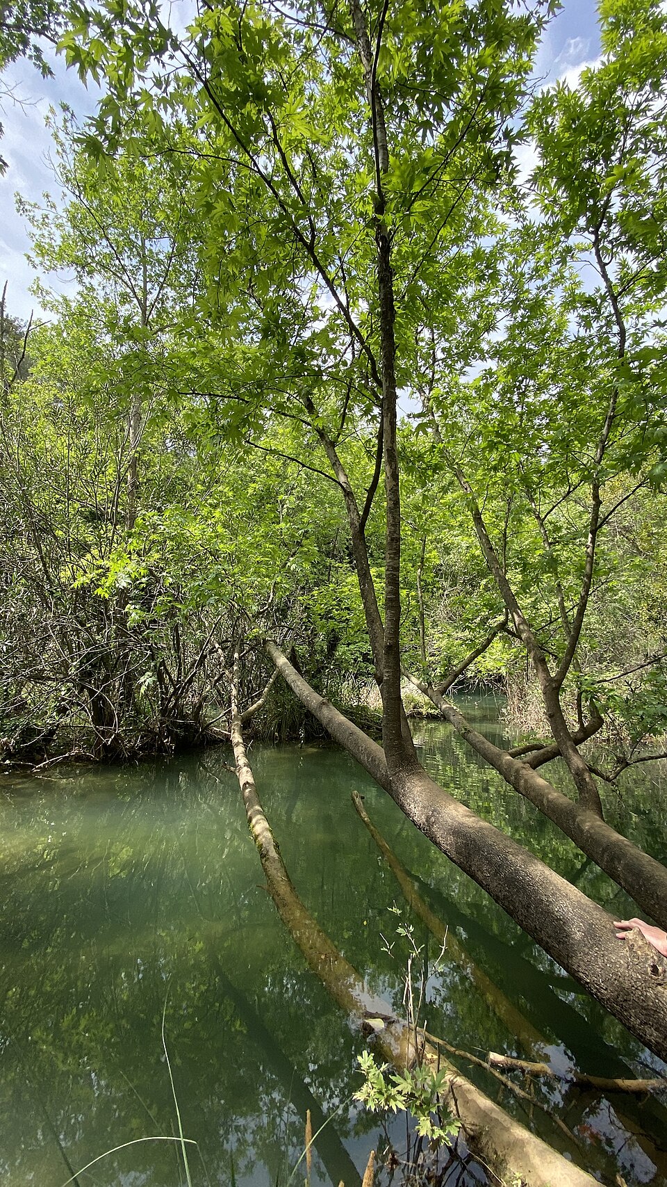 A photograph of Kurşunlu Şelalesi