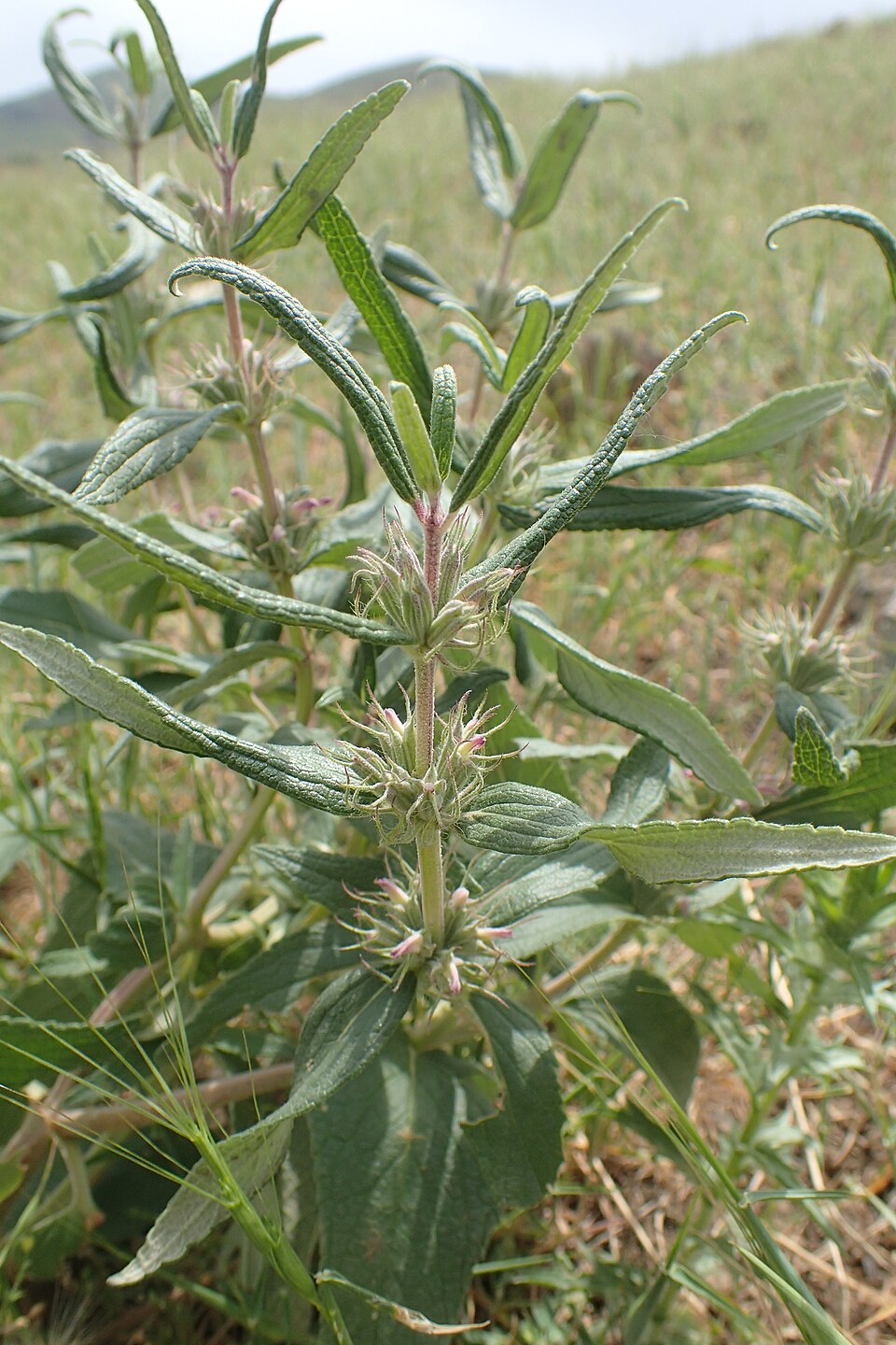 A photograph of Venti