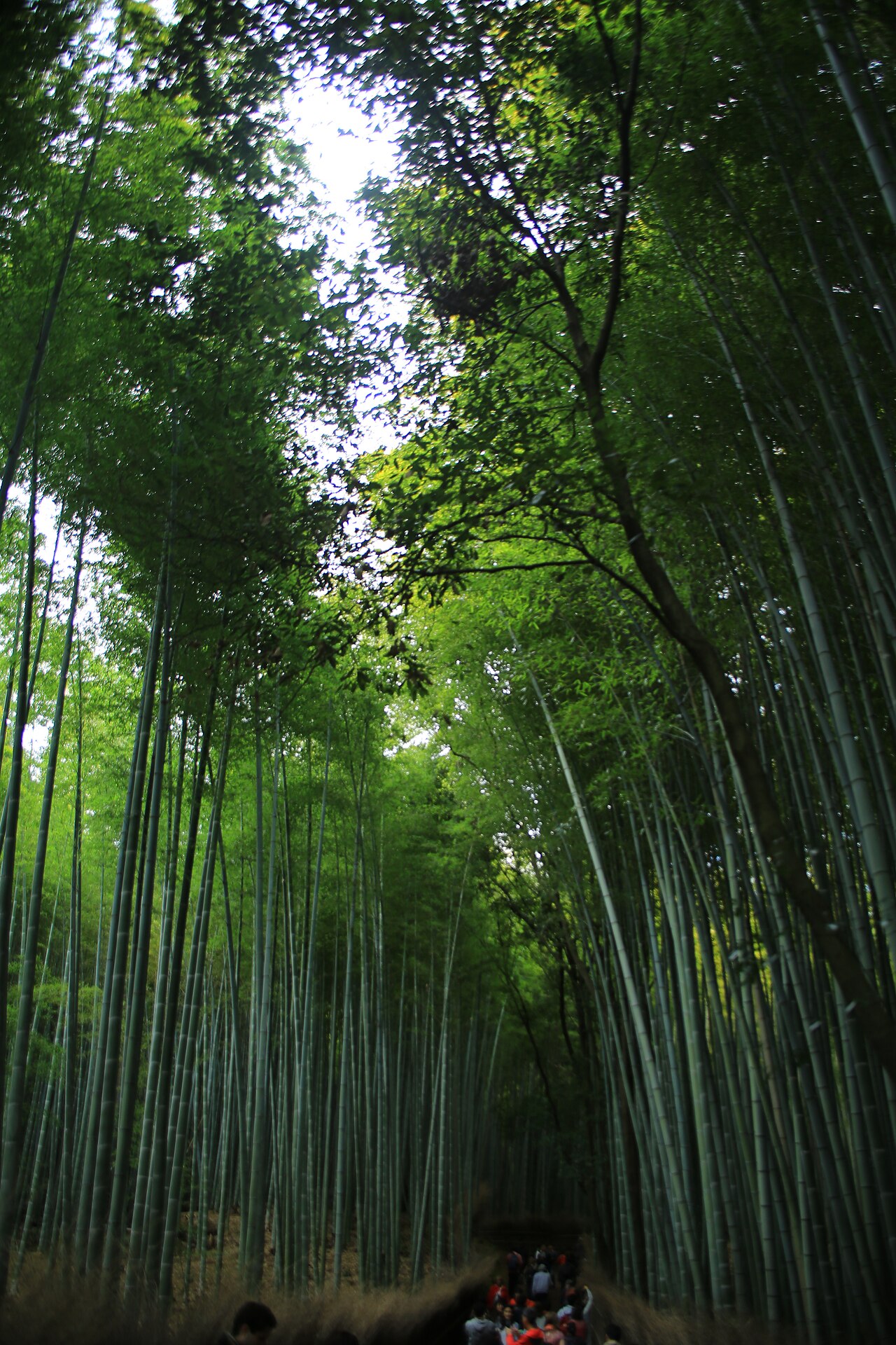 嵐山竹林 fotoğrafı