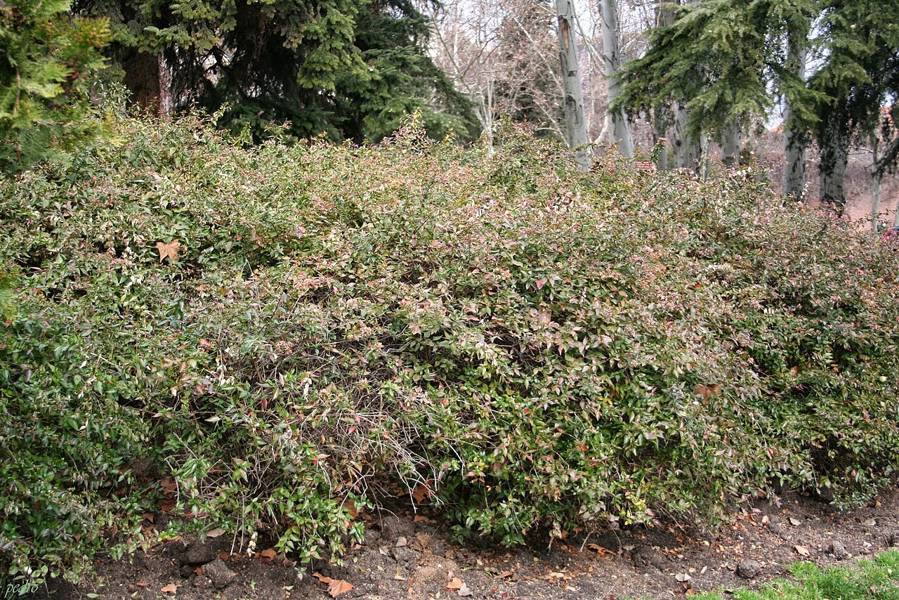 Ein Foto von Parque de Berlín