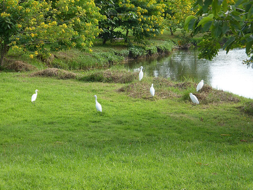 A photograph of Chatuchak Park