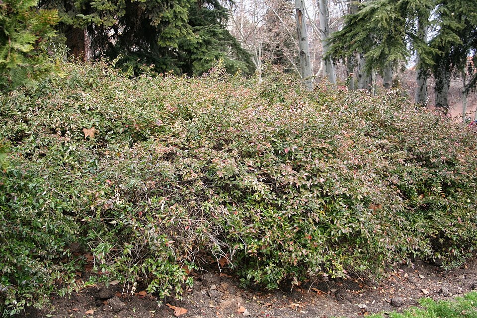 A photograph of Berlin Park