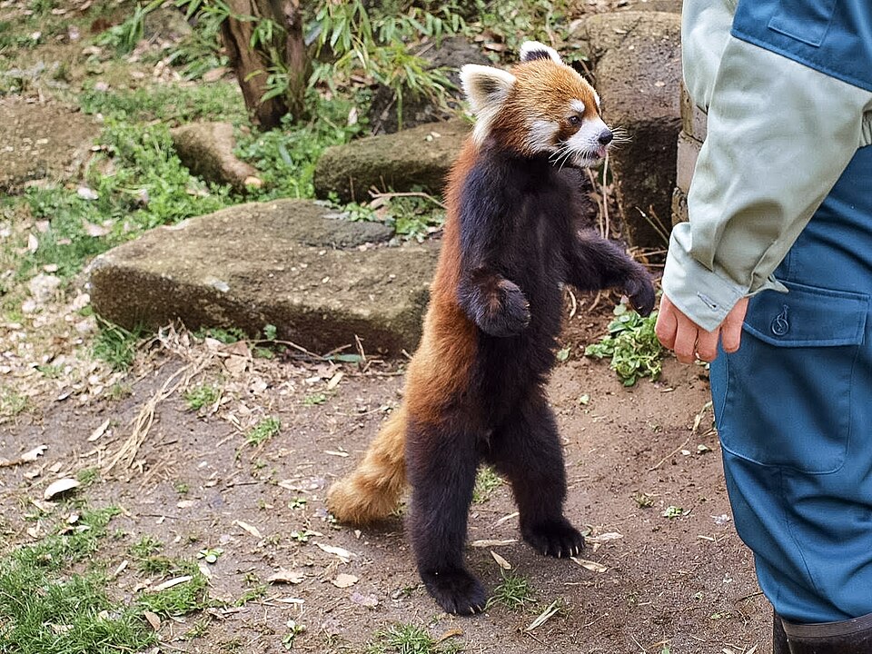 A photograph of Red Panda