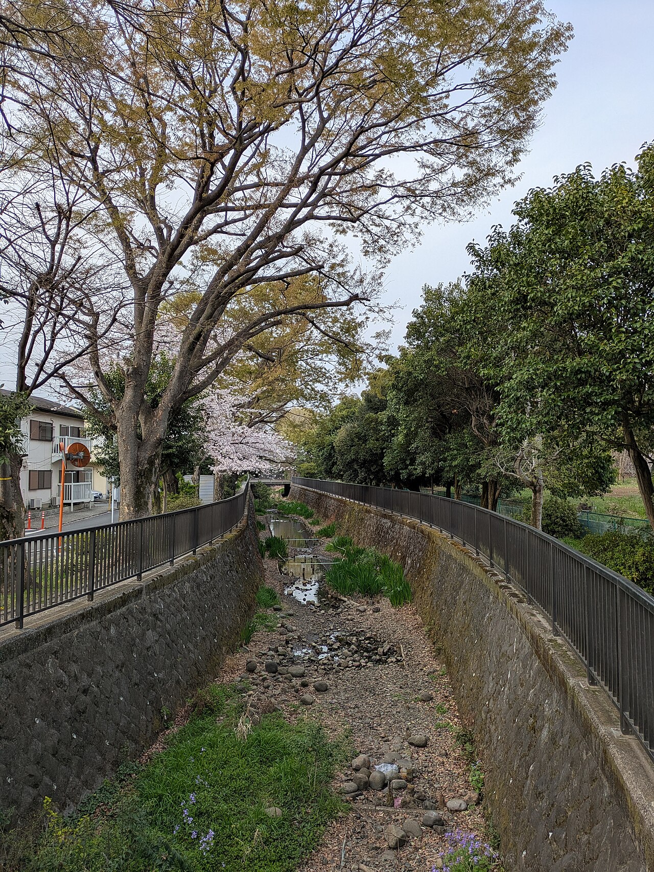 大泉井頭公園
