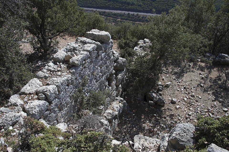 A photograph of Cyaneae