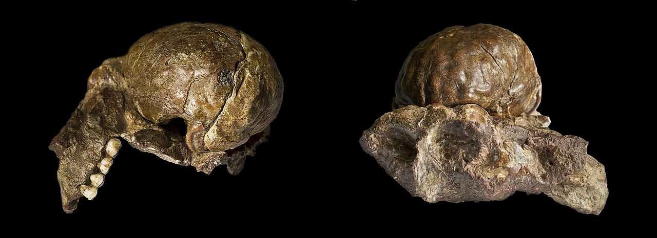 صورة Sterkfontein