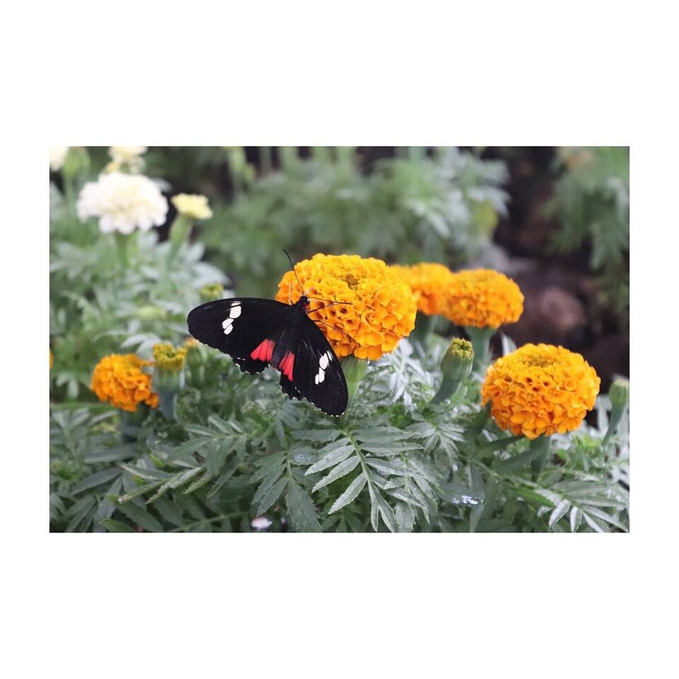 A photograph of Dubai Butterfly Garden