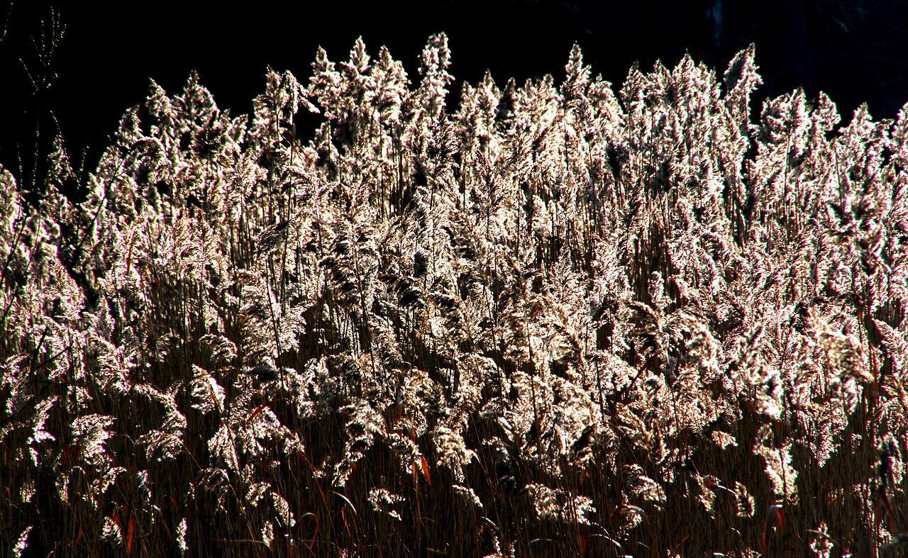 Una fotografia di Østre Anlæg
