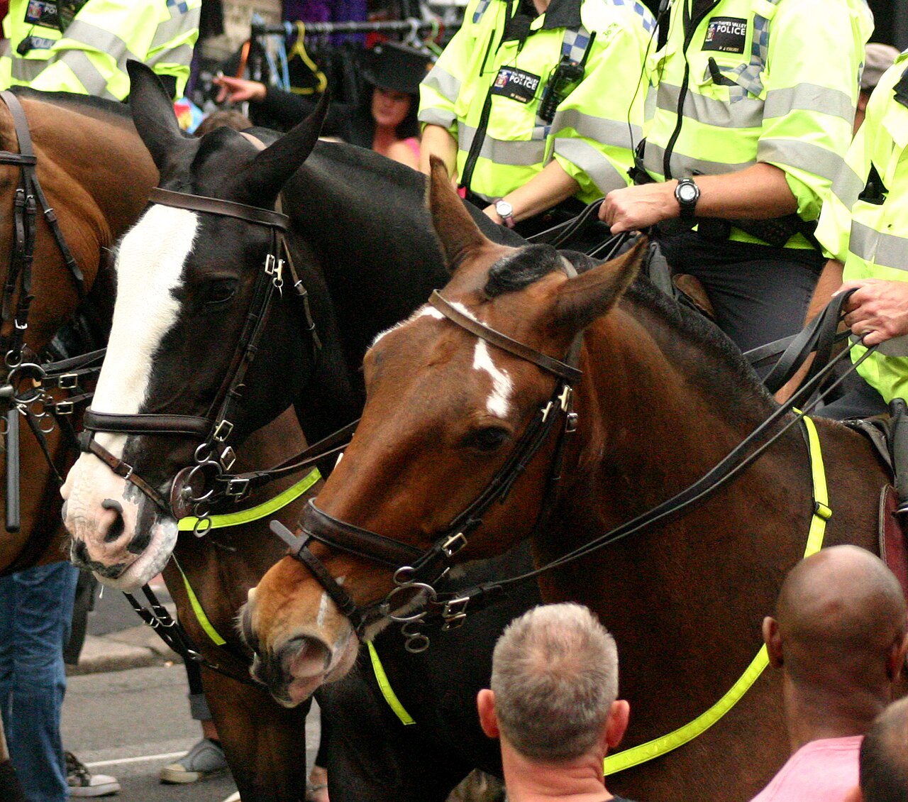 Horse head fotoğrafı