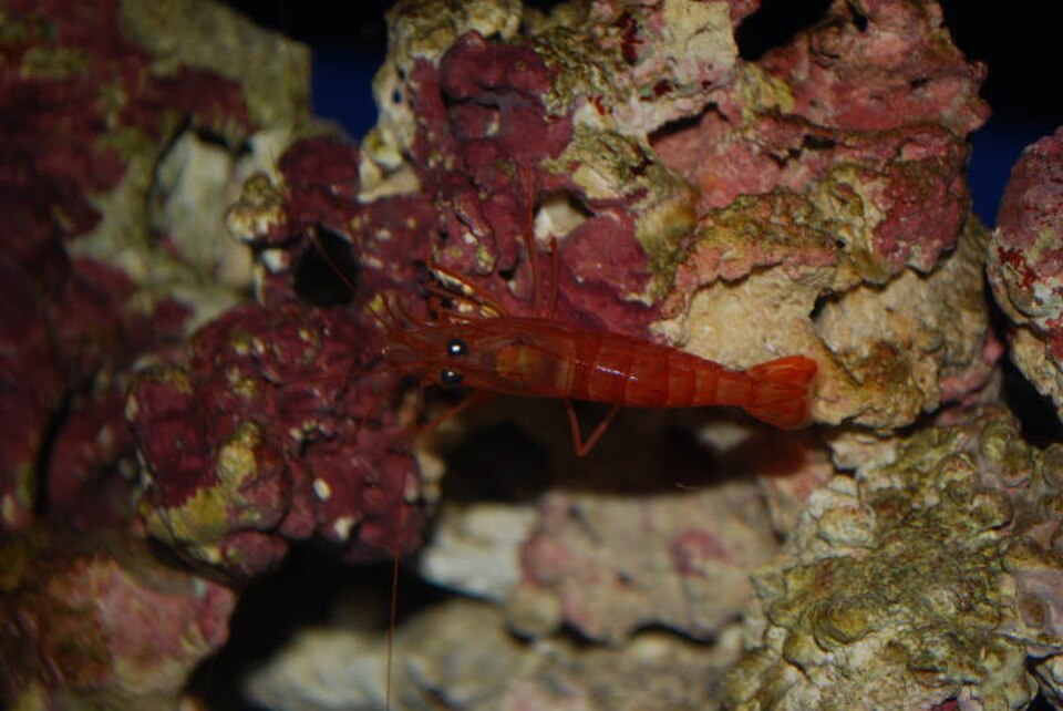 A photograph of Waikiki Aquarium