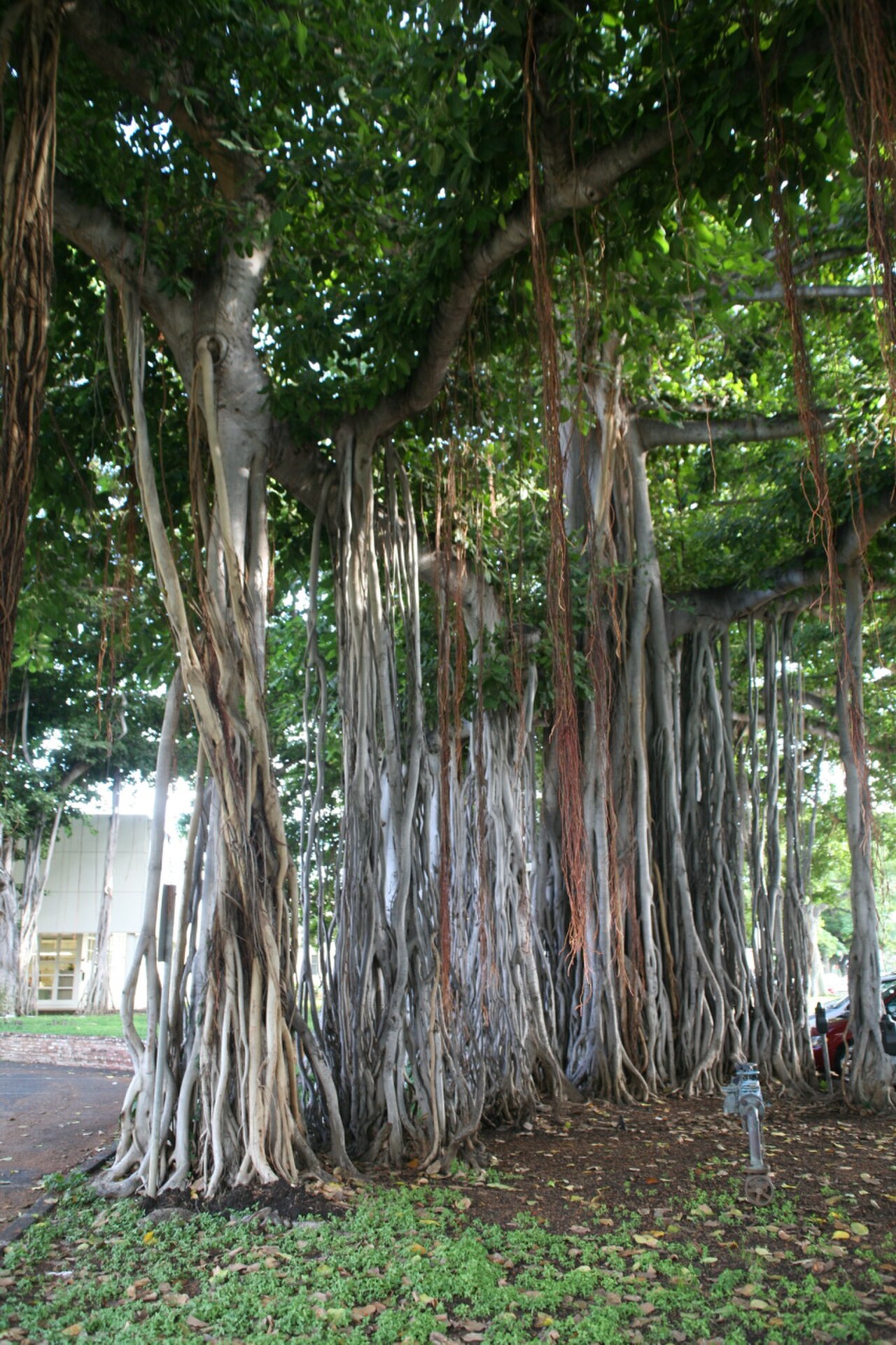 Una fotografia di Iolani Palace