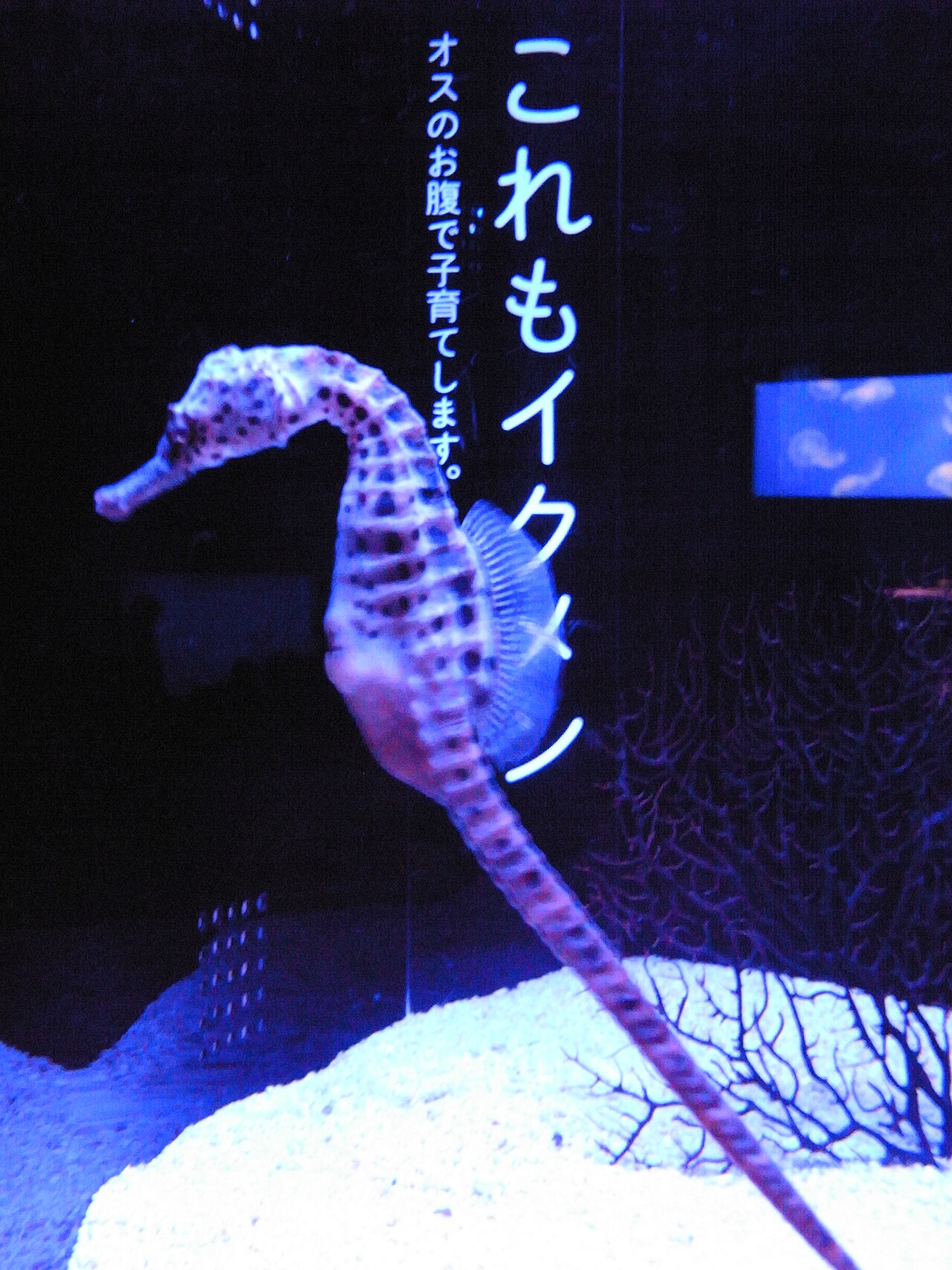 すみだ水族館 fotoğrafı