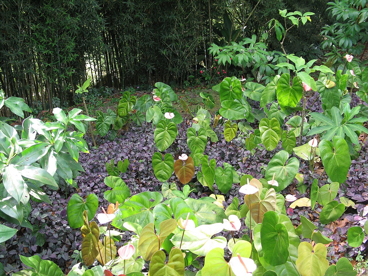 A photograph of Botanical Gardens