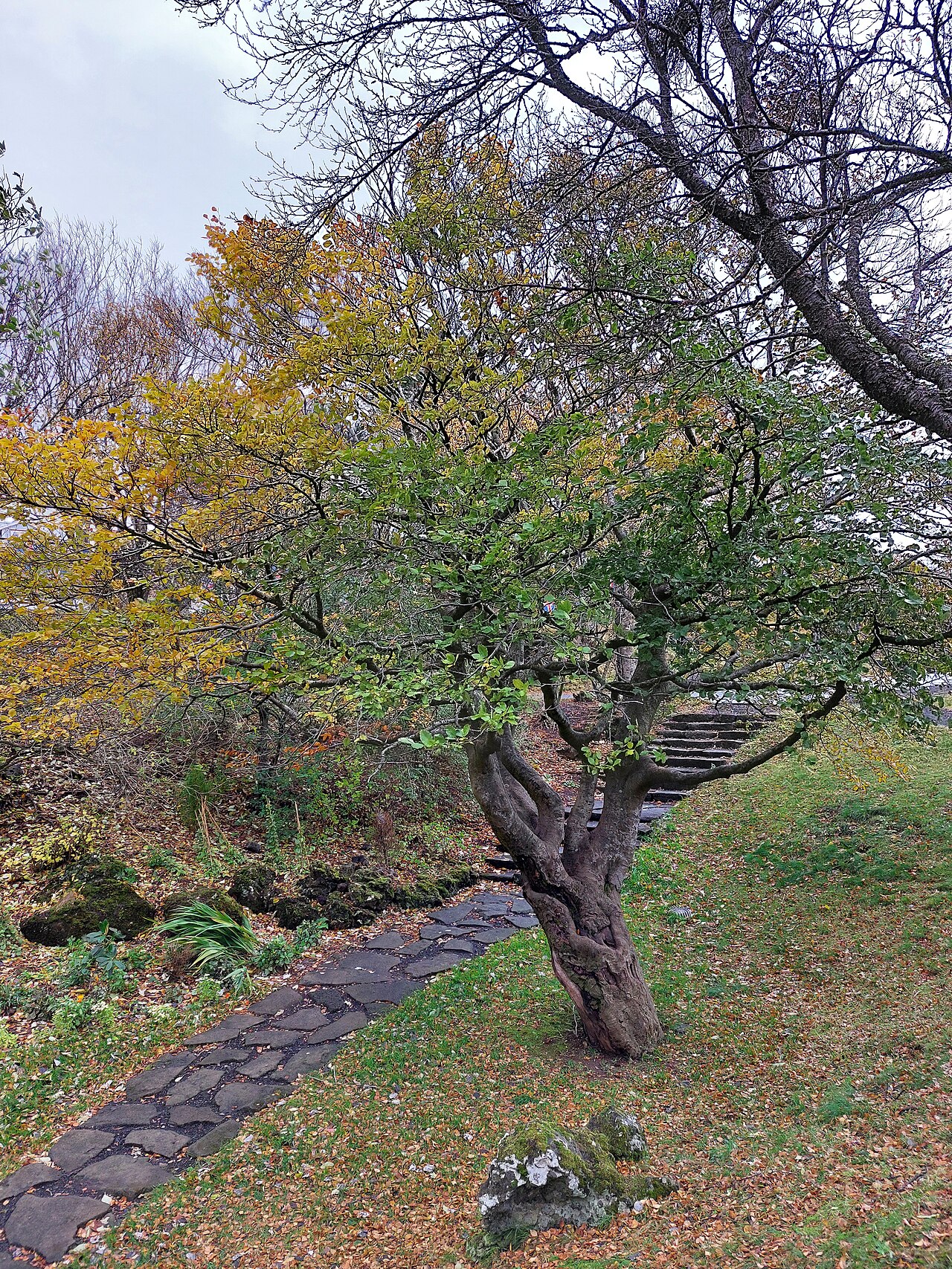 A photograph of Hellisgerði
