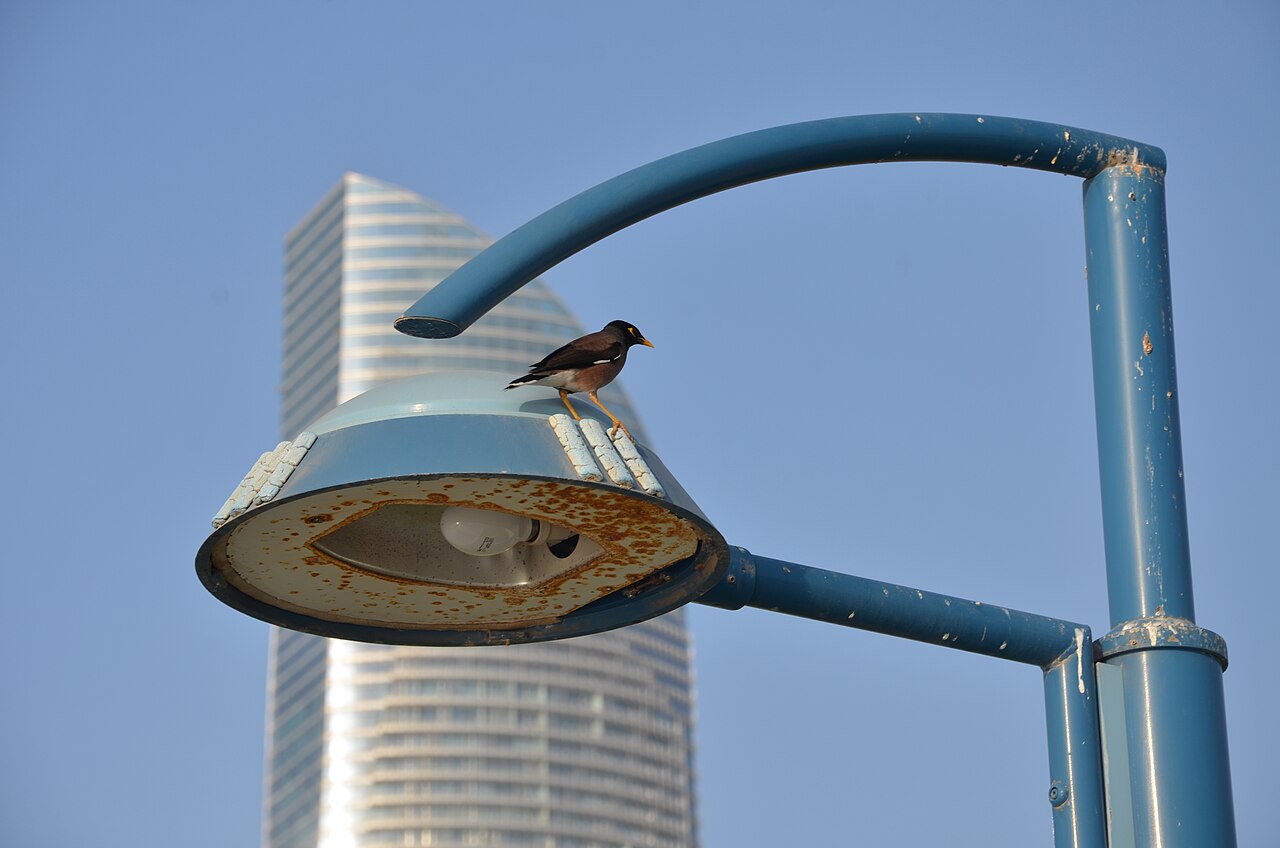 Abu Dhabi Corniche
