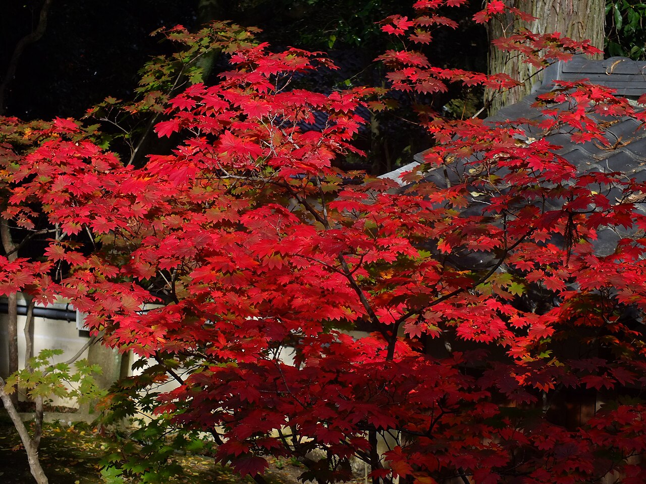 Una fotografia di Daikaku-ji Temple