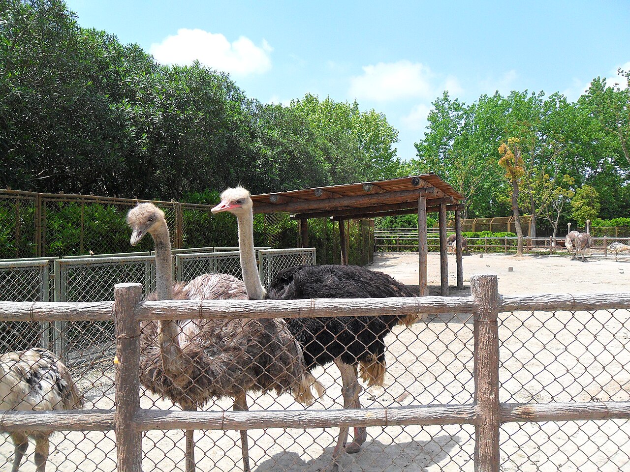 Shanghai Wild Animal Park fotoğrafı