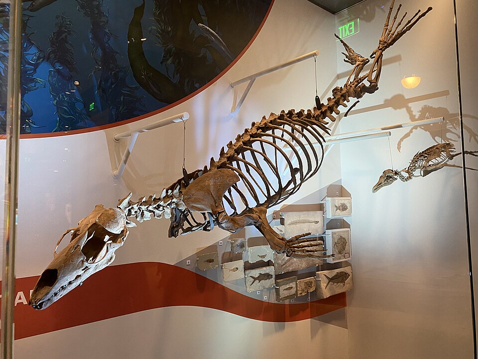 A photograph of National Museum of Natural History