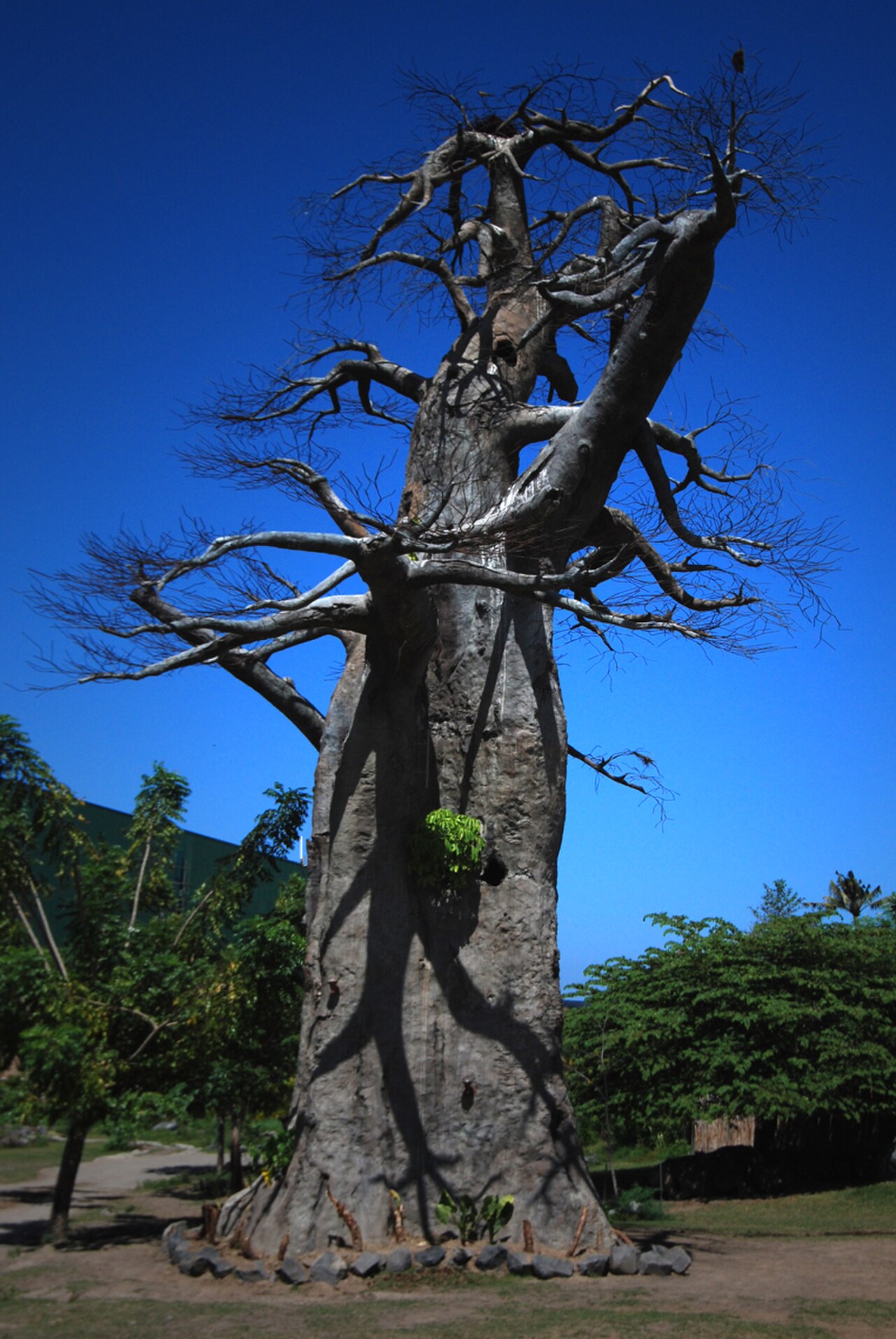 Bali Safari and Marine Park fotoğrafı