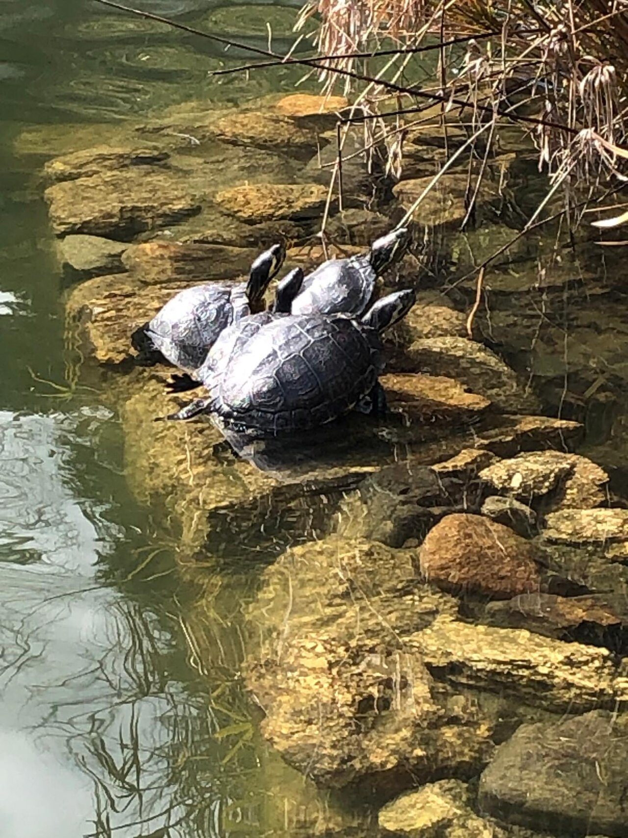 湖畔公園 Jardim do Lago fotoğrafı