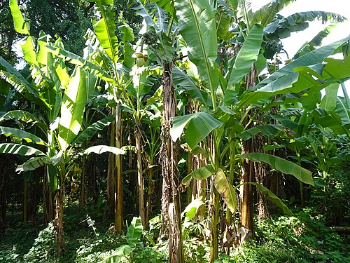小石川植物園