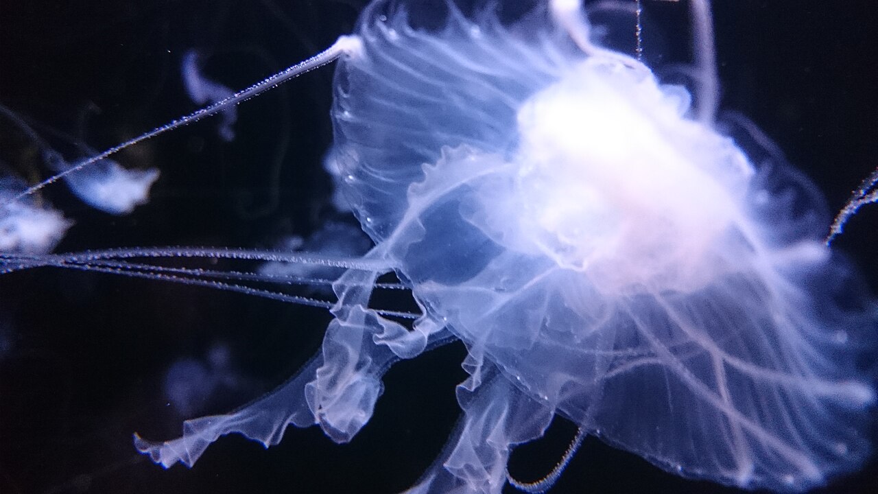 Una fotografía de Aquarium Berlin