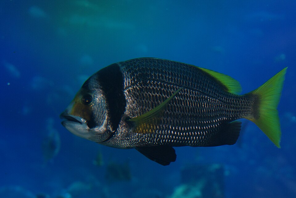 A photograph of Dubai Aquarium and Underwater Zoo