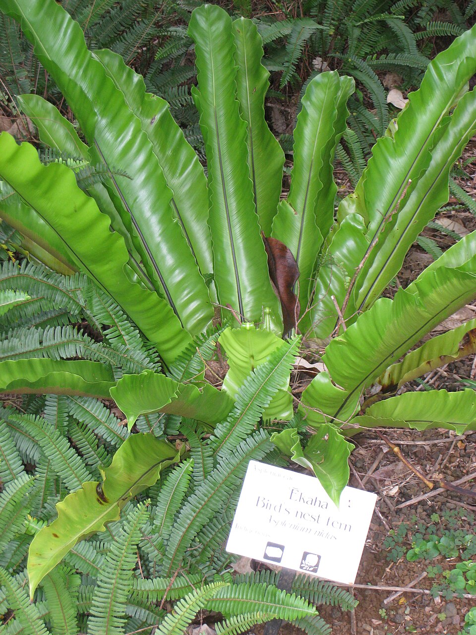 A photograph of Lyon Arboretum