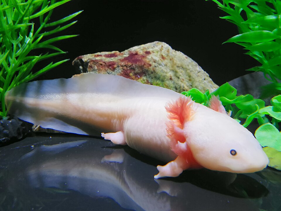 A photograph of COEX Aquarium