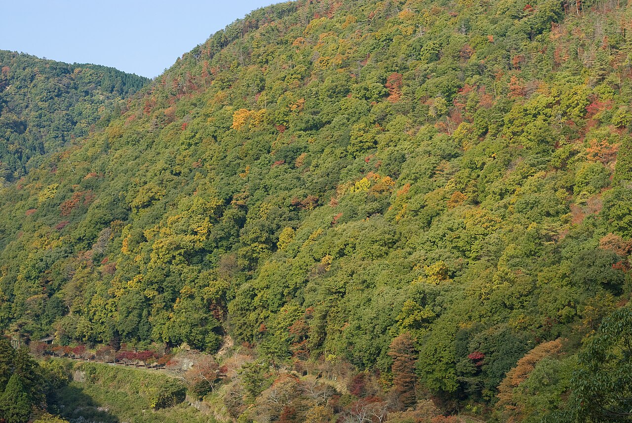Sagano Scenic Railway fotoğrafı