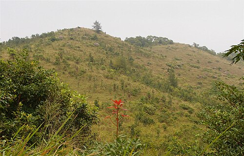 草山 Grassy Hill