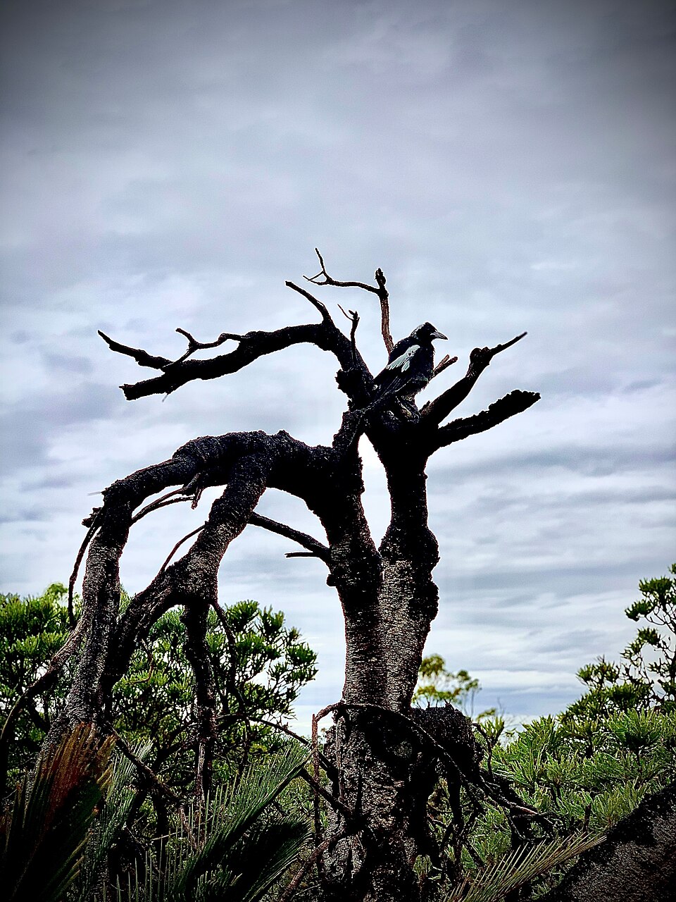 A photograph of Bold Park