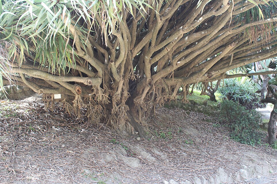 A photograph of Jardim Botânico de Lisboa