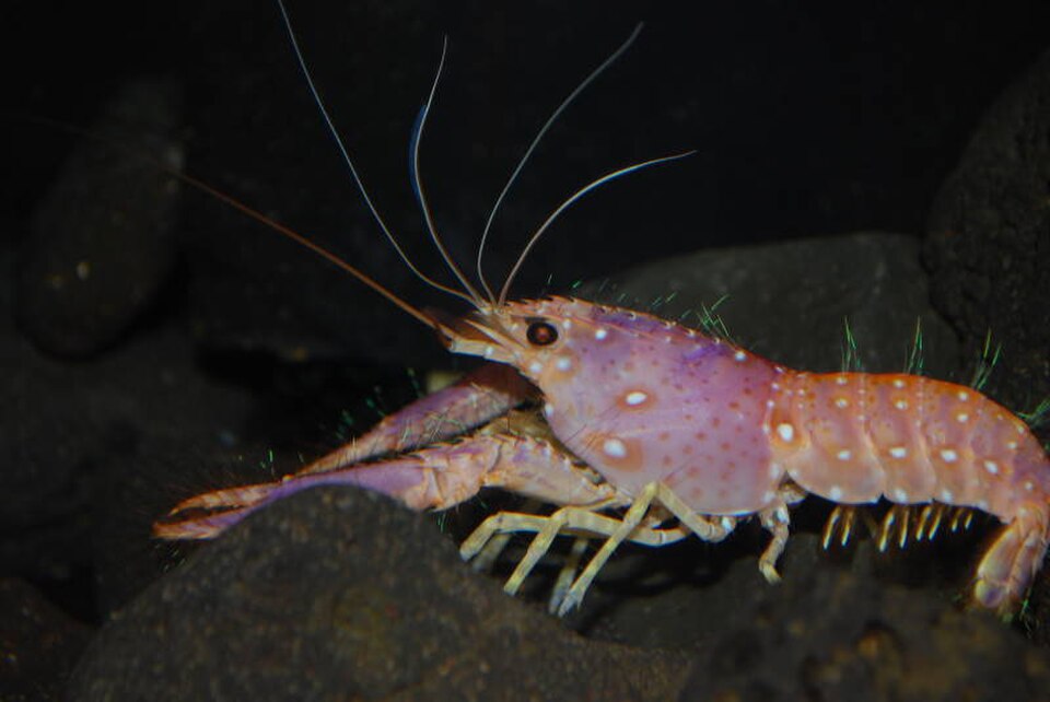 A photograph of Waikiki Aquarium