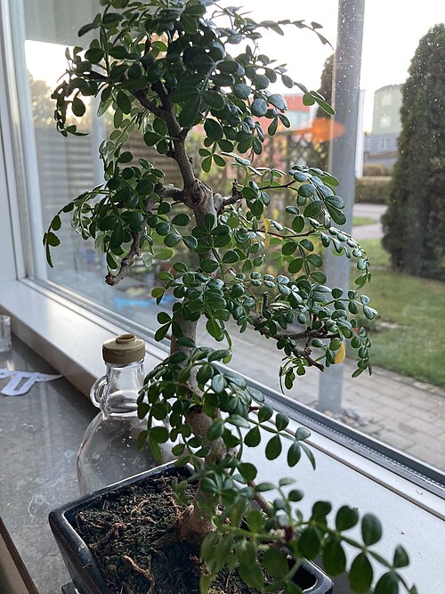 BONSAI
