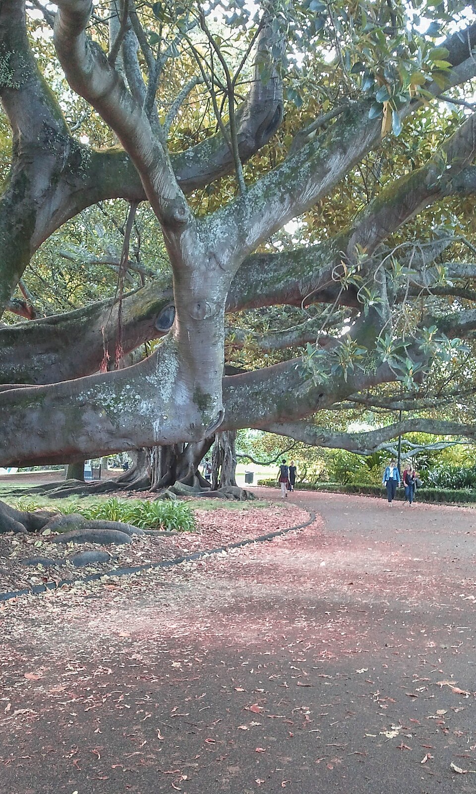 A photograph of Albert Park